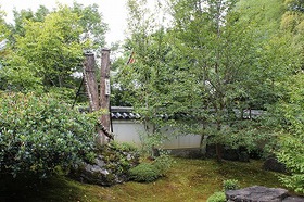 日本のご神木巡礼（京都編）～東林院の沙羅双樹～